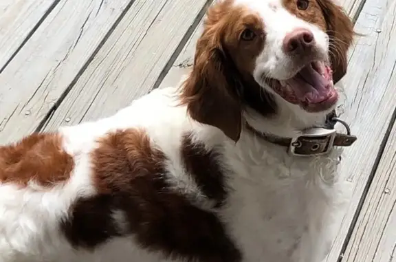 Lost Brittany Spaniel - Mountain Springs Dr.