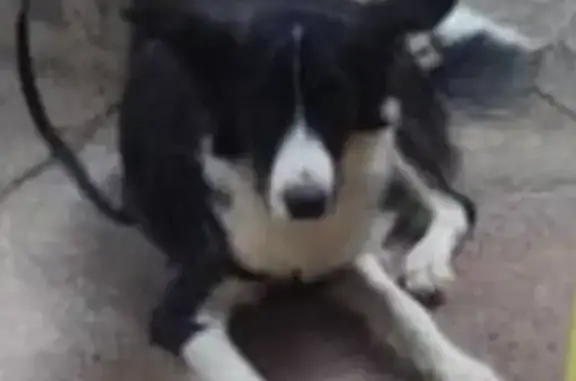 Perro Perdido en Homestead: Border Collie Mix