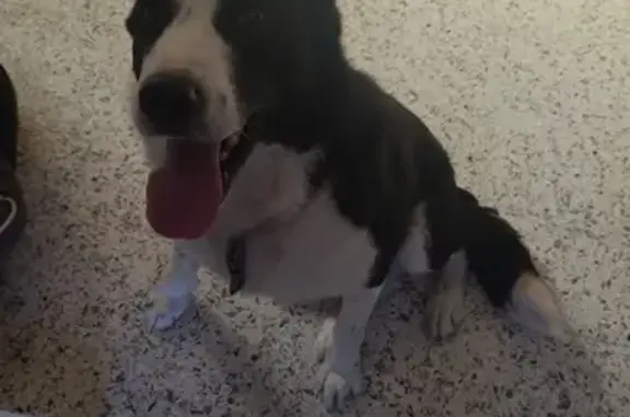 Chien trouvé Champs-sur-Yonne, photo: Chien retrouvé ce matin à Champs-sur-Yonne