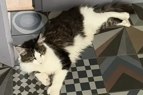 Animaux perdus Tours, photo: Jeune Maine Coon disparu à Tours