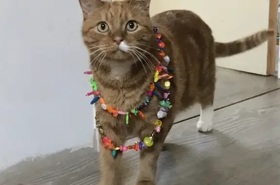 Animaux perdus Reignier-Ésery, photo: Chat roux Nouki perdu à Reignier-Esery