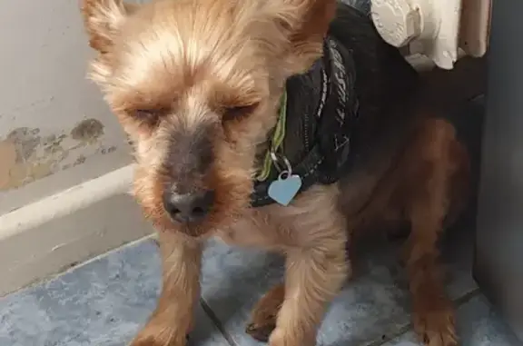 Chien perdu , photo : Yorkshire terrier perdu à La Favière