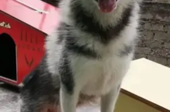 ¡Ayuda! Husky Perdido en Barrio Norte CDMX