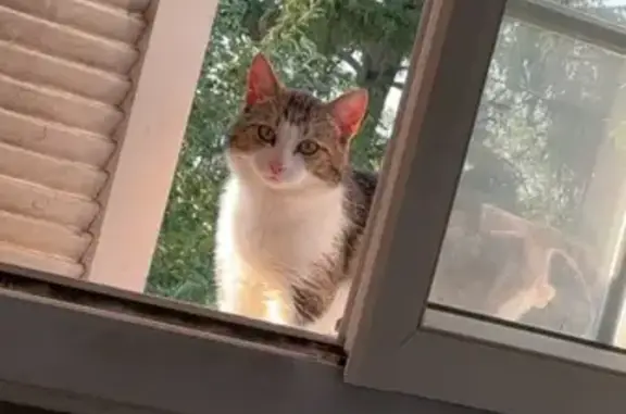 Chat perdu, , photo: Chat perdu, queue rasée, Voie Sainte Marie