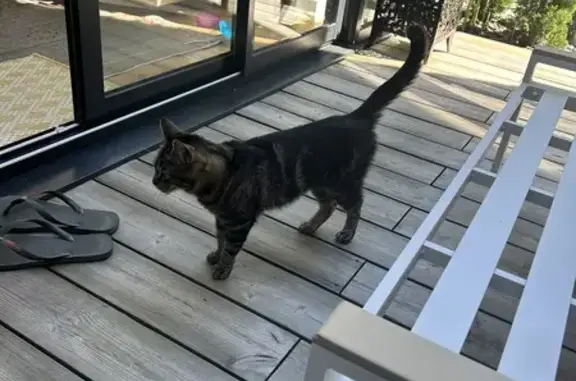 Chat trouvé au Chesnay-Rocquencourt - photo