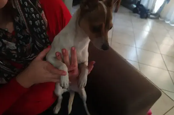 Friendly Jack Russell Mix Found on 18th Ave