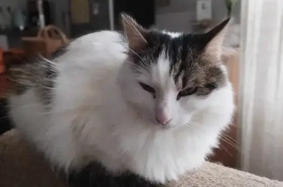 Animaux perdus La Madeleine, photo: Chat perdu : Mâle européen, poil long, La Madeleine