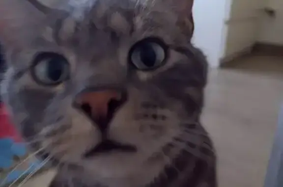 Chat perdu: Rasta, mâle tigré, Boieldieu - photo