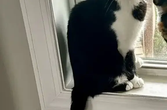 Lost and found pets , photo: Missing Cat Nola: Black & White, Friendly, Neiffer
