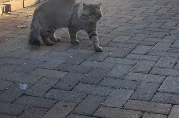 Found: Sweet Long-Haired Cat in Pretoria