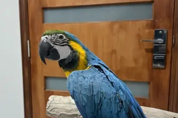 Lost Blue & Gold Macaw on Shropshire St, 32