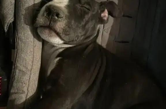 ¡Perro Perdido! Negro con Patas Blancas y Cola Lastimada