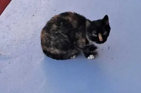 Chat écaille trouvé Rue de la Caserne, Valserhône - photo