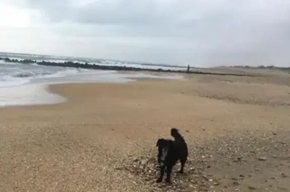 Chien perdu Livron-sur-Drôme, photo : Chien Border Collie Épagneul Perdu à Livron