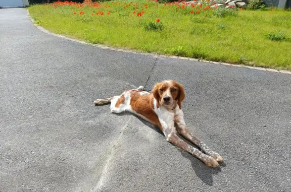 Chien perdu Plouguerneau, photo : Jeune épagneul breton disparue à Plouguerneau