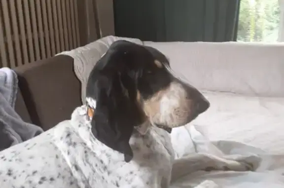 Chien perdu : Pepita, petite ariégeoise, Muret - photo