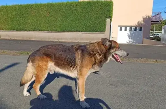 Chien trouvé Soulgé-sur-Ouette, photo: Chien mâle croisé trouvé à Soulgé-sur-Ouette