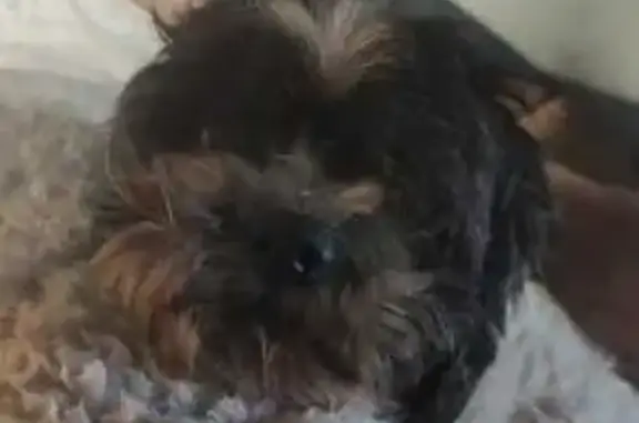 Chien perdu Saint-André-de-Cubzac, photo : Chien perdu: Rox, 12 ans, malentendant, 3 pattes