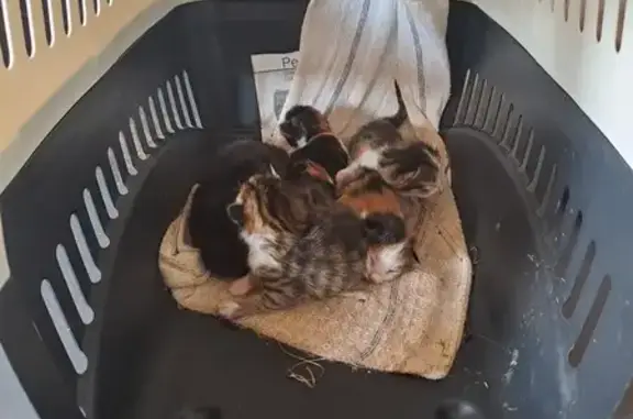 Chatons trouvés à Saint-Ferréol-d'Auroure - photo