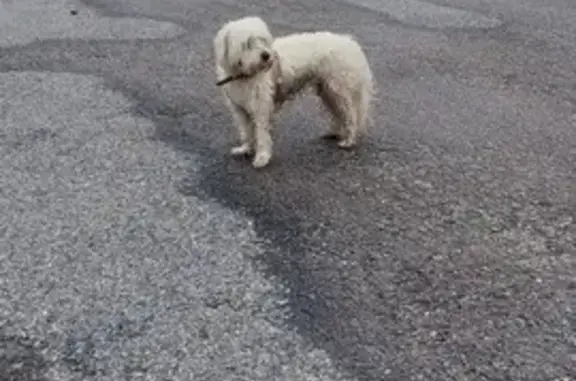 Chien bichon beige foncé Rue des Marguerites - photo