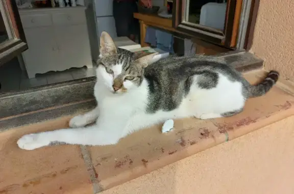 Animaux trouvés Saint-Saturnin-lès-Avignon, photo: Jeune chatte câline trouvée à Saint-Saturnin