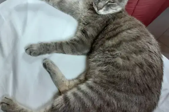 Animaux trouvés Saint-Saturnin-lès-Avignon, photo: Jeune chatte câline trouvée à Saint-Saturnin