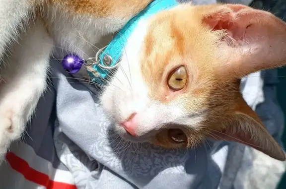 Gatos perdidos, , foto: ¡Gato Naranja Perdido! 6/7 Meses en Matamoros