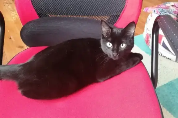 Chat perdu, Tarbes, photo: Chat noir perdu, rue Clarac, Tarbes