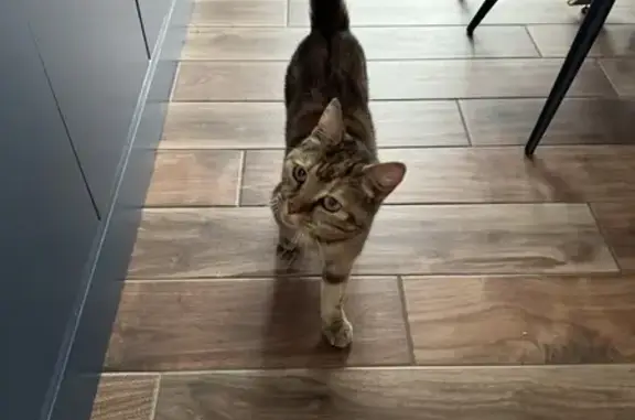 Animaux trouvés Baisieux, photo: Chat tigré roux trouvé rue Louis Deffontaines