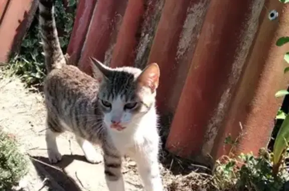 Chat trouvé Mareuil-sur-Lay-Dissais, photo: Chat femelle blessée trouvée à Mareuil-sur-Lay