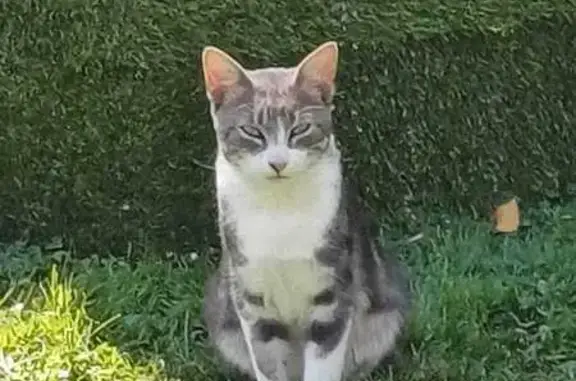 Chat trouvé Route de l'Orcerie, Les Sorinières - photo