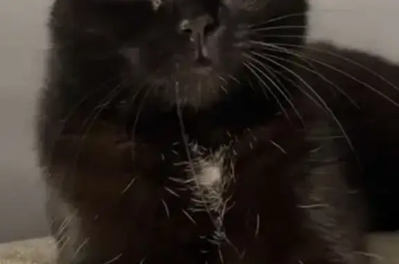 Animaux perdus Marles-les-Mines, photo: Chatte noire perdue, Rue de la République