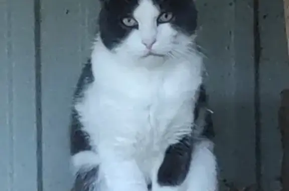 Animaux perdus , photo: Chat gris et blanc perdu à Longeaux