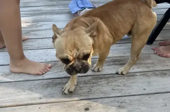 Bouledogue mâle trouvé Chemin Martin, Riorges - photo