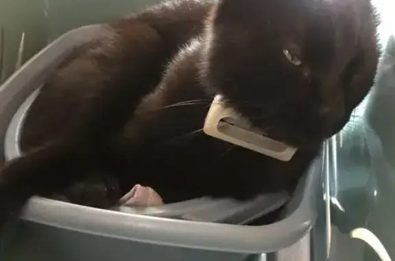 Animaux perdus Nouvelle-Aquitaine, photo: Chat Noir Smoky Disparu à Chauray