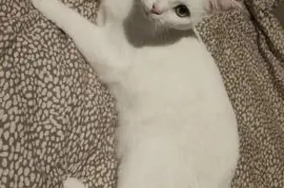Animaux perdus , photo: Chatte blanche craintive perdue à Vald’Yerre