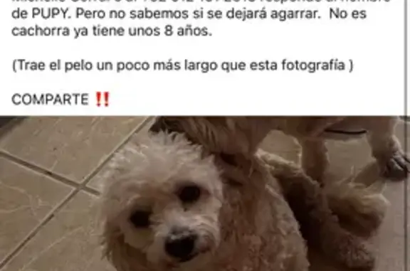 ¡Perro French Poodle Perdido en La Paz!