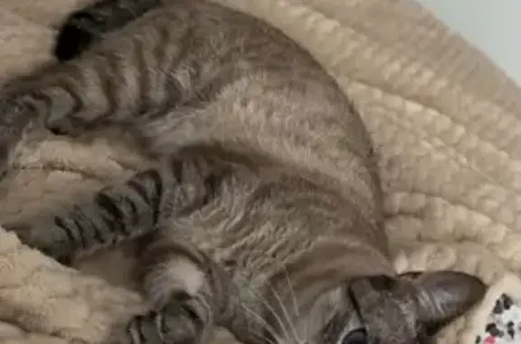 Animaux perdus Pradines, photo: Chat perdu à Pradines : beige rayé, yeux bleus