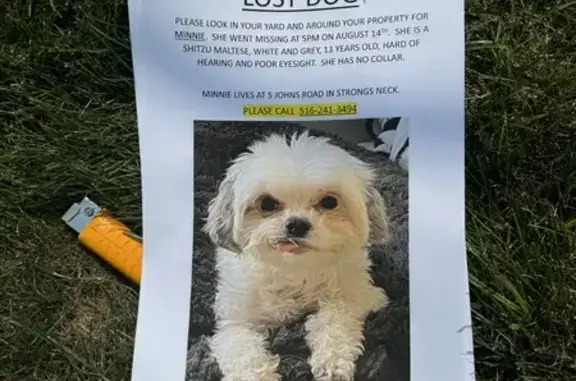 Lost Shitzu Maltese, 13, Johns Rd, Setauket