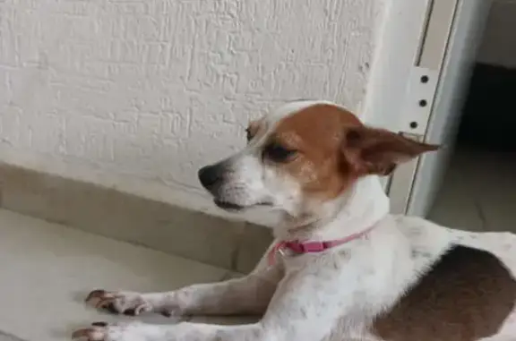 Perro Perdido en Cancún: Salchicha Chihuahua Blanca