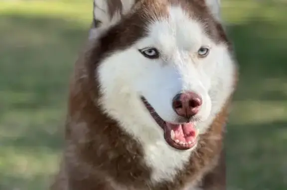 Missing Female Husky in North Miami Beach