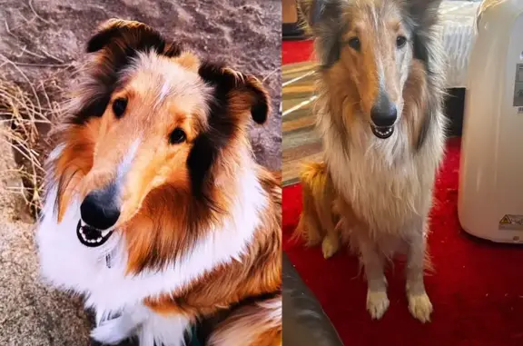 Help Find Lady: Missing Collie in Norco, CA