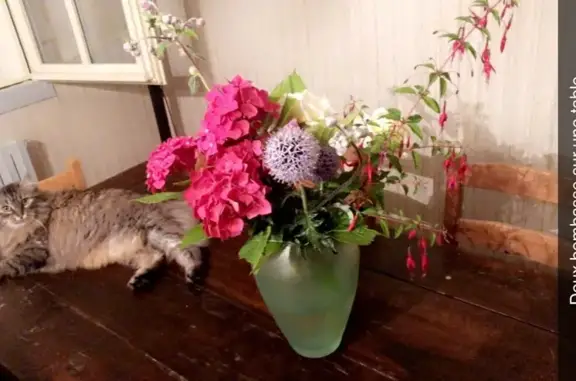 Chatte grise tigrée disparue à Bourges - photo