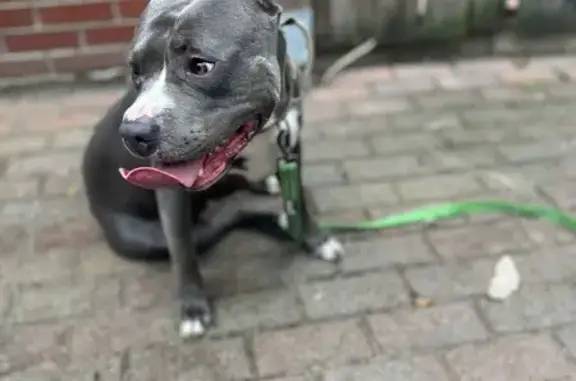 Found Gray Male Pitbull on Fall Creek Pkwy