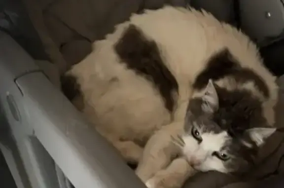 Chat perdu, , photo: Chat femelle blanche et grise disparue à Mornand