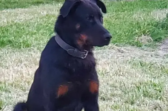 Chien perdu , photo : Chien Beauceron Noir Perdu à Cercottes