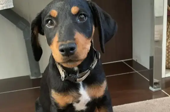 Chien perdu , photo : Chien noir et feu disparu à Cercottes