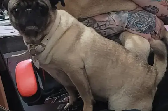 Missing Fawn Pug Lilly - Greensburg, Mechling Way