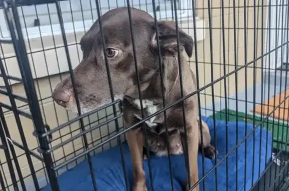 Found Brown Puppy with Pink Collar in Longwood