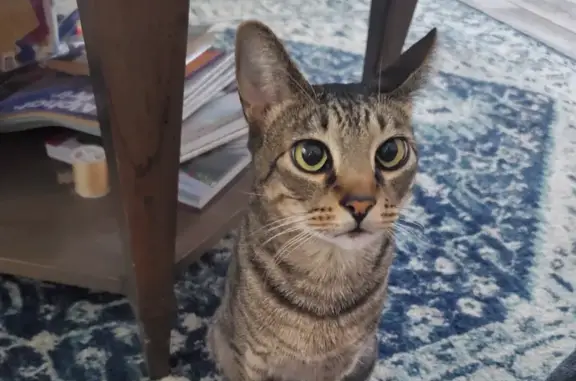 Lost Tabby Cat: Crossed Eyes, Driwood Ct, 3038